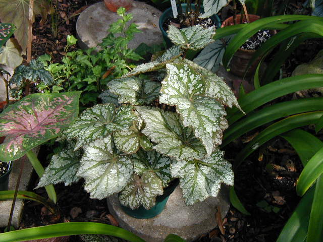 B. ‘Caribbean Clown’